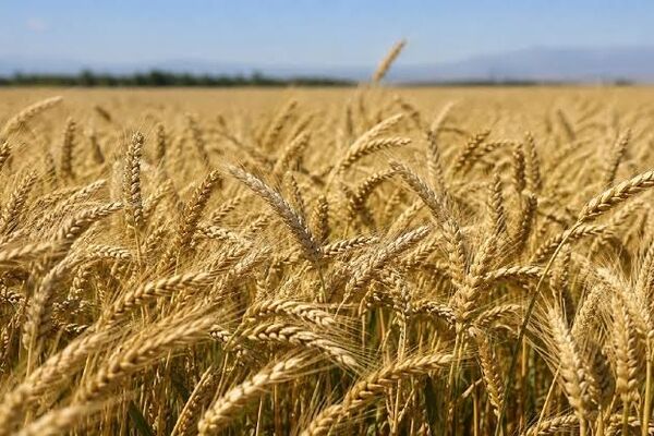 گندمکاران بخوانند/قیمت خرید تضمینی گندم ۸۵هزار تومان می‌شود؟ 