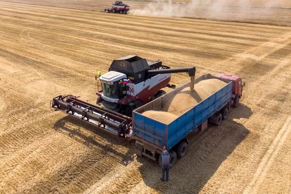 امسال چقدر گندم وارد می‌شود؟
