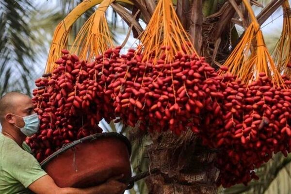 اعلام رتبه جهانی و گردش مالی سالانه خرمای ایران