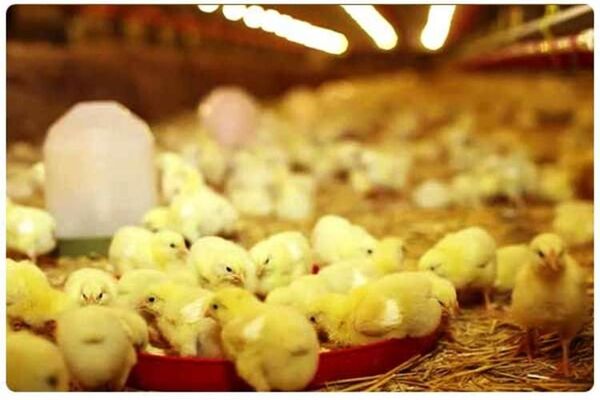 ارزش افزوده ۱۲میلیارد دلاری صنعت دام و طیور