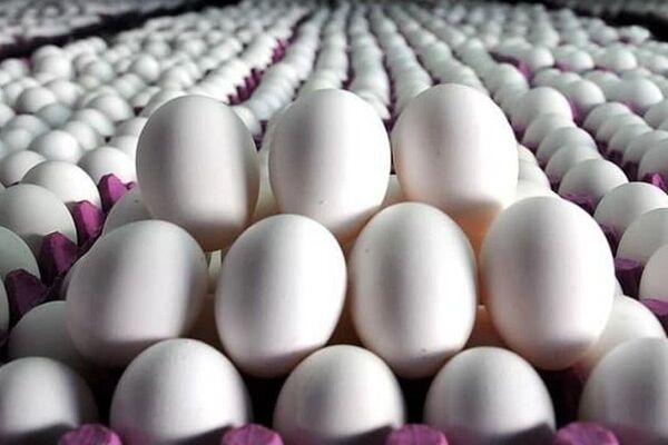 ضرورت اصلاح قیمت تخم‌مرغ/ مرغداران چه تقاضایی دارند؟