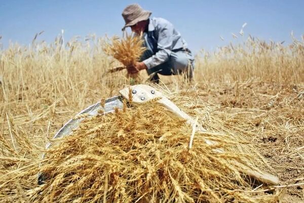 هزارتوی تعیین قیمت خرید تضمینی گندم/کشاورزان همچنان بی‌خبر از نرخ نهایی