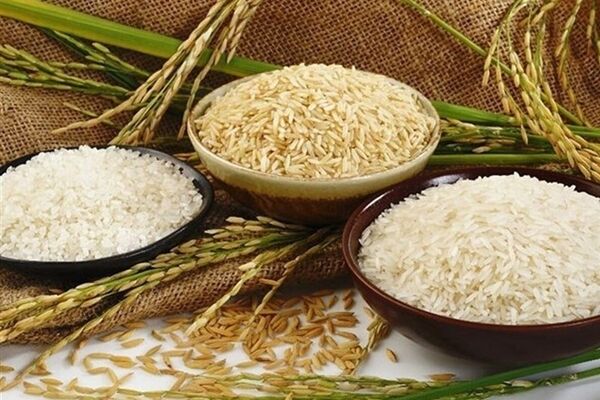 وضعیت پیچیده بازار جهانی برنج/بازگشت قیمت برنج به نرخ‌های سال ۲۰۲۲