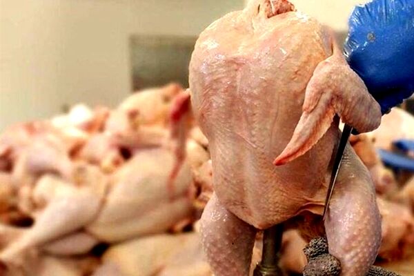 پیش بینی فائو از چشم‌انداز غذایی ایران / تولید گوشت مرغ کاهش یافت