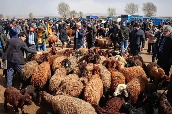 چرا واردات گوشت قرمز متوقف شد؟