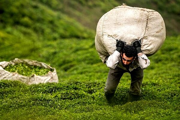  طعم تلخ واردات در کام چایکاران ایرانی / کشاورزان در انتظار پرداخت مطالبات
