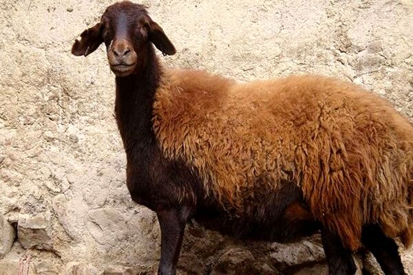 خرید و فروش دام با کارت ملی/ ارسال رایگان قصاب به محل