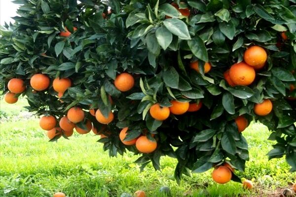 برق بازار میوه را گرفت/ کاهش ۱۰هزار تنی عرضه میوه