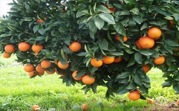 برق بازار میوه را گرفت/ کاهش ۱۰هزار تنی عرضه میوه