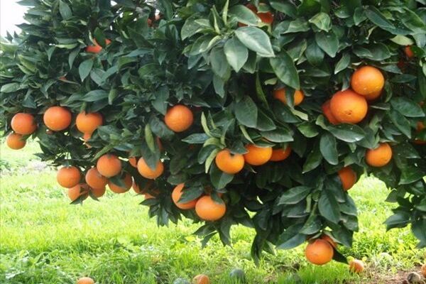 برق بازار میوه را گرفت/ کاهش ۱۰هزار تنی عرضه میوه