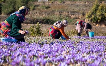 مزارع زعفران شناسنامه‌دار می‌شوند؟