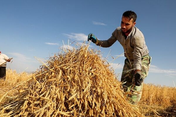 اعلام آمار خرید گندم  از کشاورزان داخلی