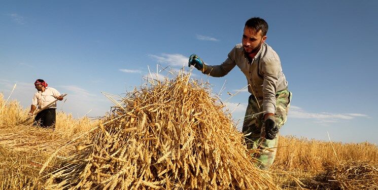 تکرار سناریوی انباشت معوقات گندمکاران/ نرخ خرید تضمینی گندم کی اعلام می‌شود؟