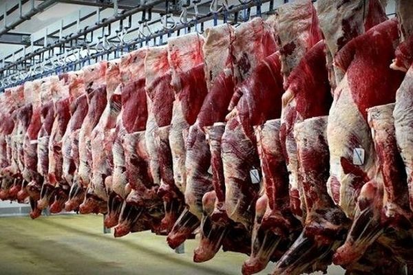 شناسایی علت نوسانات بازار گوشت/ قیمت دام زنده چه تغییری کرد؟ 