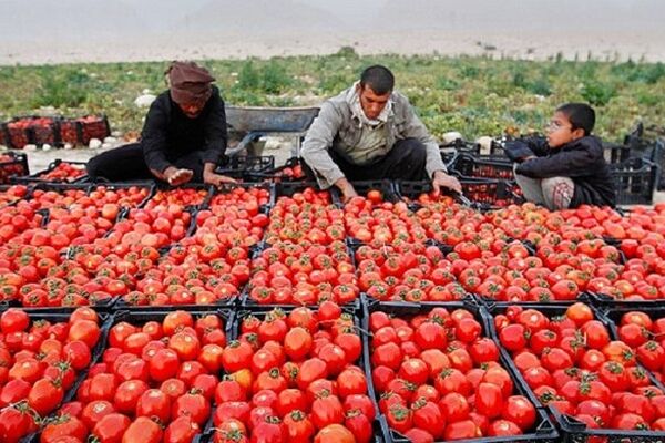 وعده ارزانی گوجه فرنگی از سوی رییس اتحادیه بارفروشان 