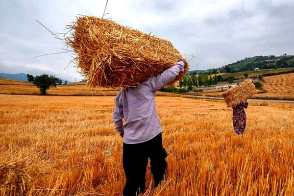 اعلام قیمت نهایی خرید تضمینی گندم در این تاریخ
