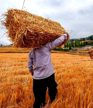 شارژ حساب گندمکاران/پرداخت ۳۴۸.۴ همت به کشاورزان