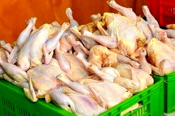 ضرر ۳هزار تومانی مرغداران در هر کیلو مرغ زنده