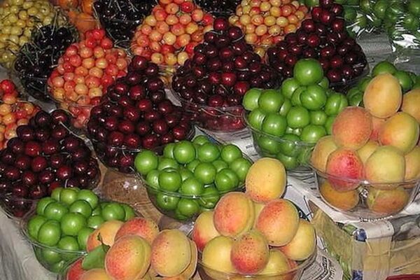 مانور میوه‌های ایرانی در بازار قطر 