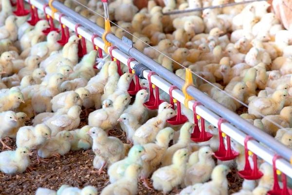 ترکش‌های صادرات به بازار مرغ/ گرانی مرغ در راه است؟