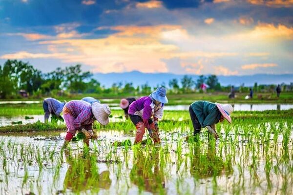 قیمت عجیب برنج در کشورهای جهان/ ۹۰درصد بازار برنج در انحصار آسیایی‌ها