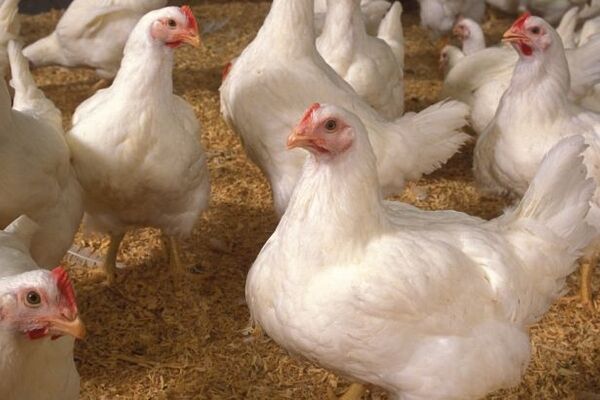 پیش‌بینی افزایش مجدد قیمت مرغ
