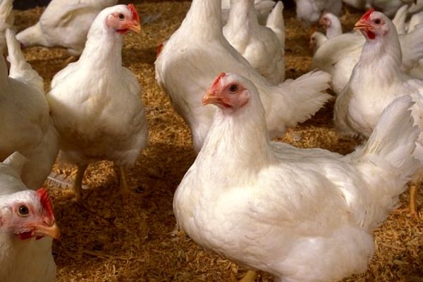 ضربه واردات مرغ منجمد به تعادل بازار /خروج مرغداران از چرخه تولید