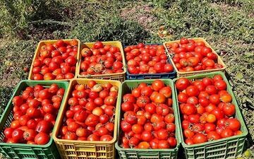 حباب قیمت گوجه‌فرنگی ترکید+جزئیات 