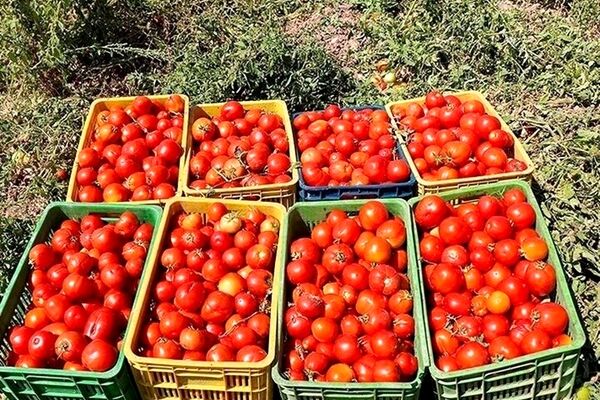 قیمت ۴۰تا ۷۰هزار تومانی هر کیلو گوجه‌فرنگی