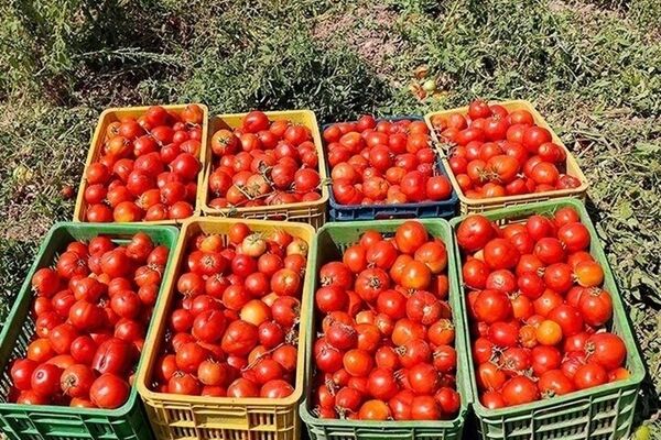 قیمت ۴۰تا ۷۰هزار تومانی هر کیلو گوجه‌فرنگی