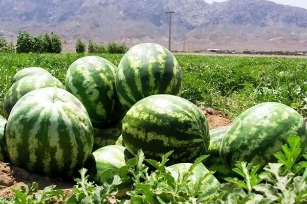 تکذیب آبیاری هندوانه‌ با فاضلاب/کمین عربستان برای بازارهای صادراتی کشاورزی ایران 