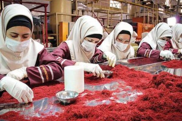 افزایش ۵۰درصدی صادرات زعفران
