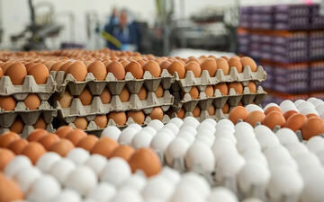 لغو ممنوعیت صادرات تخم‌مرغ/ قیمت‌ها نجومی می‌شود؟